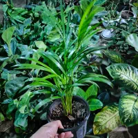 تخفیف با هدیه امروز فردا|گل و گیاه طبیعی|اصفهان, شاه پسند|دیوار