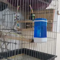 عروس هلندی ماده|پرنده|کرج, حسن آباد|دیوار