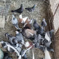 کبوتر پلاکی.سرور خوشرنگ روسری راعبی طوقی