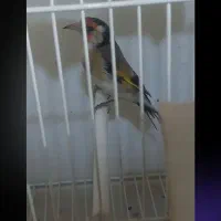 سهره چهارگل