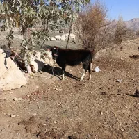 گاو|حیوانات مزرعه|خرم‌آباد, |دیوار