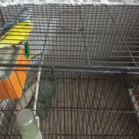 مرغ عشق با قفس