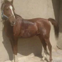اسب نریون برای کشیش رایگان اسب ملارد است|اسب و تجهیزات اسب‌سواری|کرج, مرکز تحقیقات البرز|دیوار