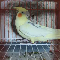 عروس هلندی آلبینو مهر.. لوتینو تک خال زعفرونی ماده|پرنده|تایباد, |دیوار