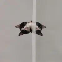 واگذاری رایگان گربه DSH