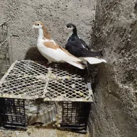 نر به شق زرد ماه اصفهانی نر سرخ