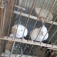 عروس هلندی آلبینو سالمو سرحال|پرنده|قرچک, فردیس|دیوار