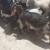 بره وکهره
