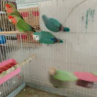 پرنده  دو جفت  با ا قفس همه یک جاه