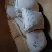 بذر گندم دیم باران