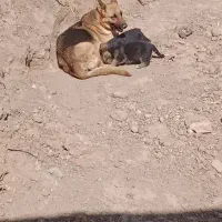 تول سگ واگذاری ژرمن