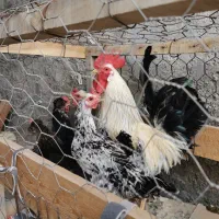 فروش خروس و مرغ