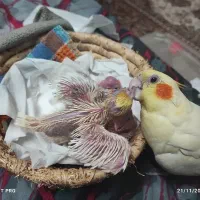 جوجه عروس لوتینو ۳عدد فوری