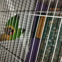 جفت طوطی برزیلی|پرنده|ارومیه, |دیوار