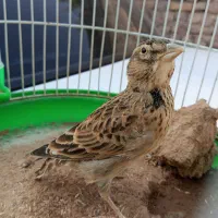 قناری جوانه نر|پرنده|تربت جام, معدآباد|دیوار