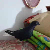 ماده زاغ دم سفید|پرنده|بروجرد, |دیوار