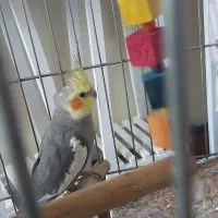 جفت عروس هلندی و مرغ عشق