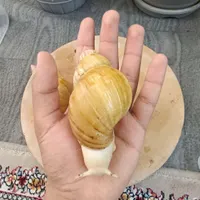 حلزون مولد