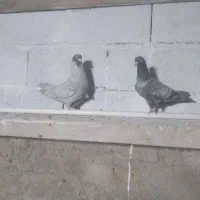 کبوتر الماسی فروشی