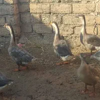 غوغاز افریقایی|حیوانات مزرعه|پیرانشهر, |دیوار