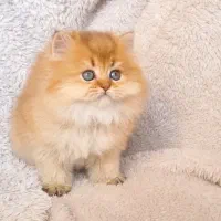 بریتیش گلد لانگ هیر رتبهa دختر