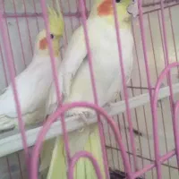 عروس هلندی مولد به شرط جوجه