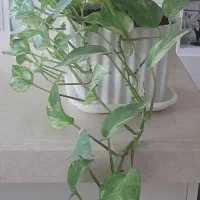 گل پتوس ابلق طلایی