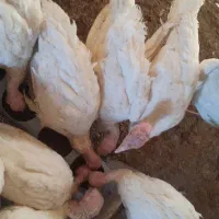 بوقلمون سرحال به شرط
