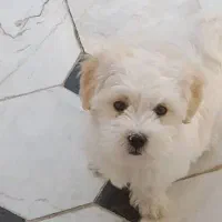 فروش پاپی|سگ|نجف‌آباد, شریعتی غربی|دیوار