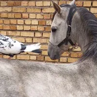 برکت نریان کرد