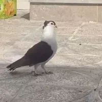 کبوتر عطیقه|پرنده|تربت‌حیدریه, باغ ملی|دیوار