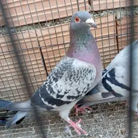 المانی و طوقی