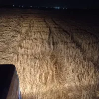 اجاره زمین کشاورزی 20هکتار گندم