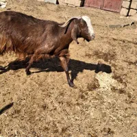 فروش بز چاق|حیوانات مزرعه|حنا, |دیوار