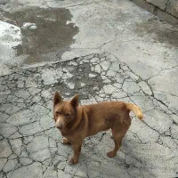 سگ فندی|سگ|نقده, |دیوار