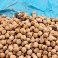 خشکبار