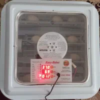 دستگاه جوجه کشی اسکندری|لوازم جانبی حیوانات|پیرانشهر, |دیوار