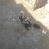 معاوضه با اصالت و خون خوارباانگشتر نقره یاقناری نر