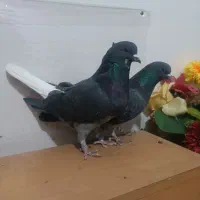 جفت زاغ دهن جور