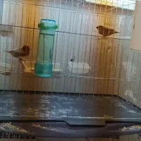 فنچ کینگ اروپایی وقفس هشت خوان اردشیرنو|پرنده|تهران, شهرک ولیعصر شمالی|دیوار