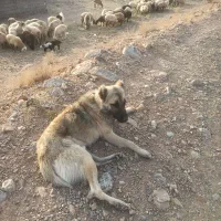 سگ   خراسانی