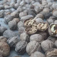فروش گردو به صورت عمده نزدیک به 250 کیلو|عمده‌فروشی|پاتاوه, |دیوار