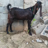 کهره نر چاق هم برای داشت و کشتن
