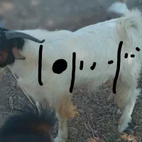 چپشت نر ۱۲تومن