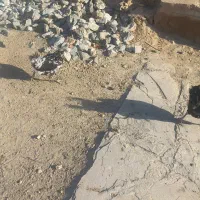 مرغ|حیوانات مزرعه|کرانی, |دیوار