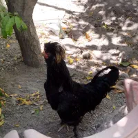 خروس لهستانی مشکی