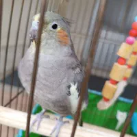 عروس هلندی