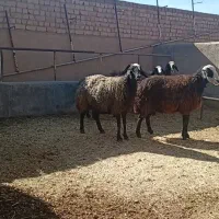 میش نژاد شال