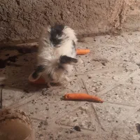 خرگوش لوپ|موش و خرگوش|قائن, |دیوار