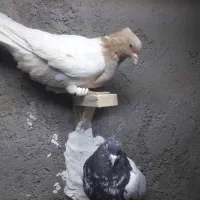 کفتر|پرنده|تربت جام, میرقوام الدین|دیوار